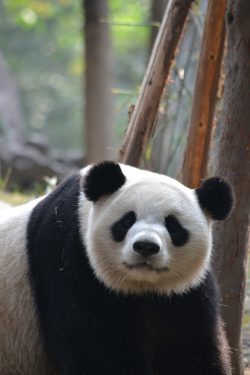 giant-panda