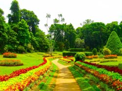 Royal,Botanical,Garden,Peradeniya.,Sri,Lanka